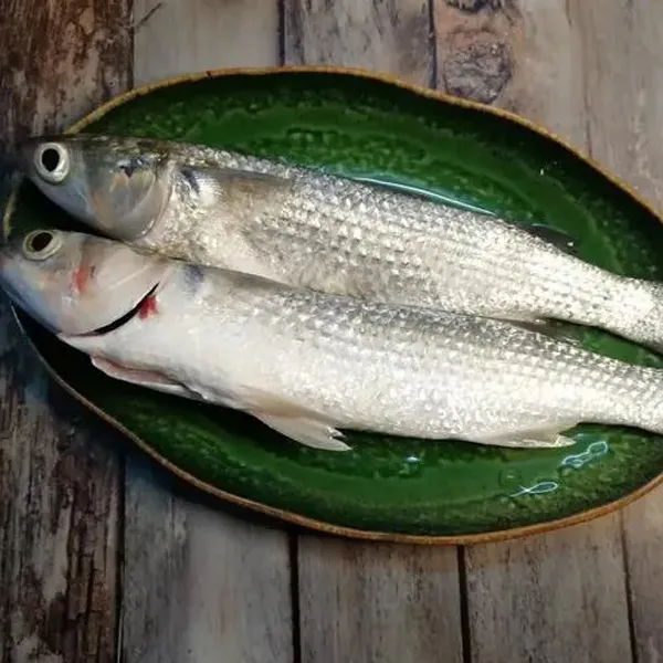 Frozen Grey Mullet