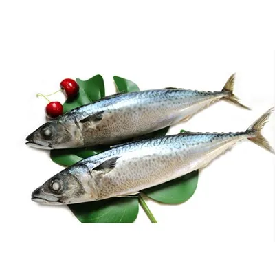 Makrela hiszpańska cała okrągła